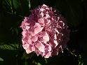 Hydrangea pink